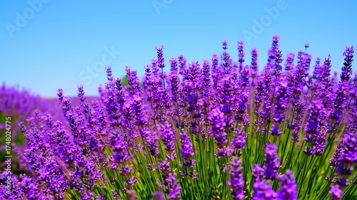 Close-up of vibrant purple lavender blossoms under a clear, bright blue sky, creating a serene landscape