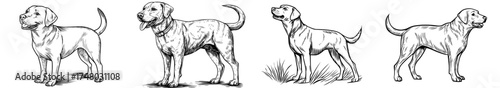Vintage-style illustration in black and white depicting a dog standing upright with intricate fur and tail details