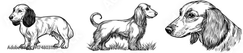 A dachshund is depicted in a monochrome illustration with detailed fur patterns and stylized design elements