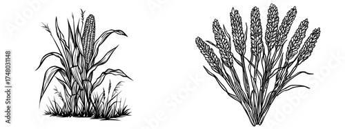 Detailed kernels and leaves are visible in the black and white silhouette of a corn plant