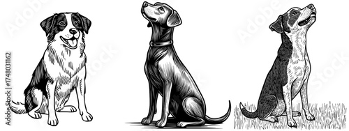 The silhouette of a dog sitting is depicted in black and white within a minimalist modern illustration
