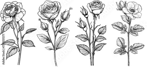 Elegant botanical illustration featuring a black and white silhouette of a rose flower accompanied by leaves and thorns
