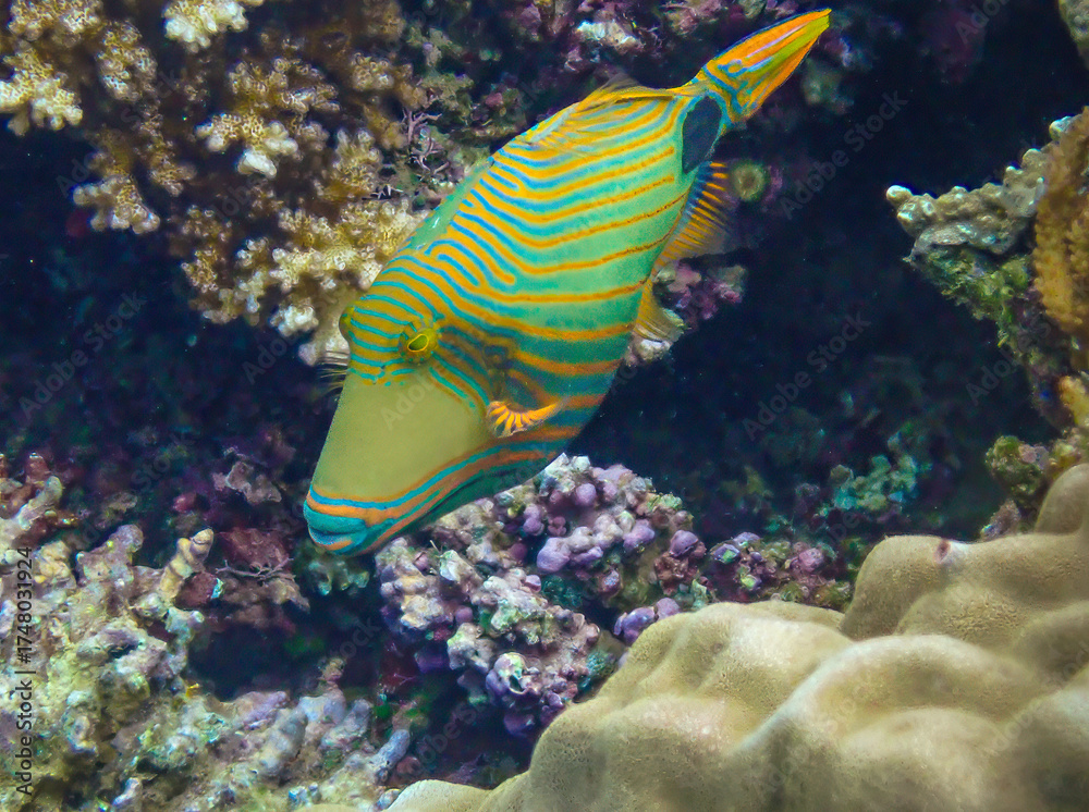 Obraz premium Oranged-lined triggerfish in the reefs off the coast of Savusavu, Vanua Levu Island, Fiji, South Pacific Ocean