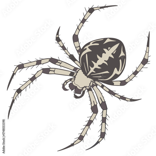 Detailed illustration of a garden spider with distinctive markings on its abdomen and banded legs