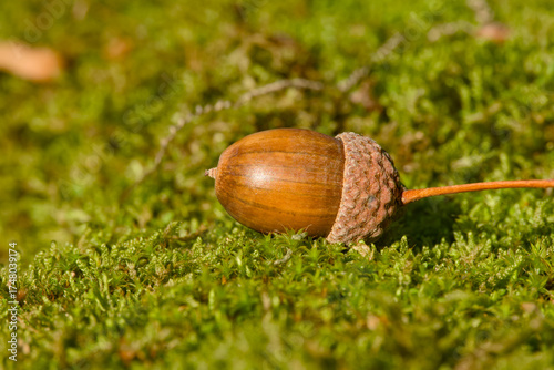 Wallpaper Mural Autumn macro of acorn lying on green moss in natural light Torontodigital.ca