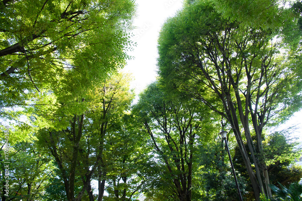 Fototapeta premium 高くそびえる公園の広葉樹
