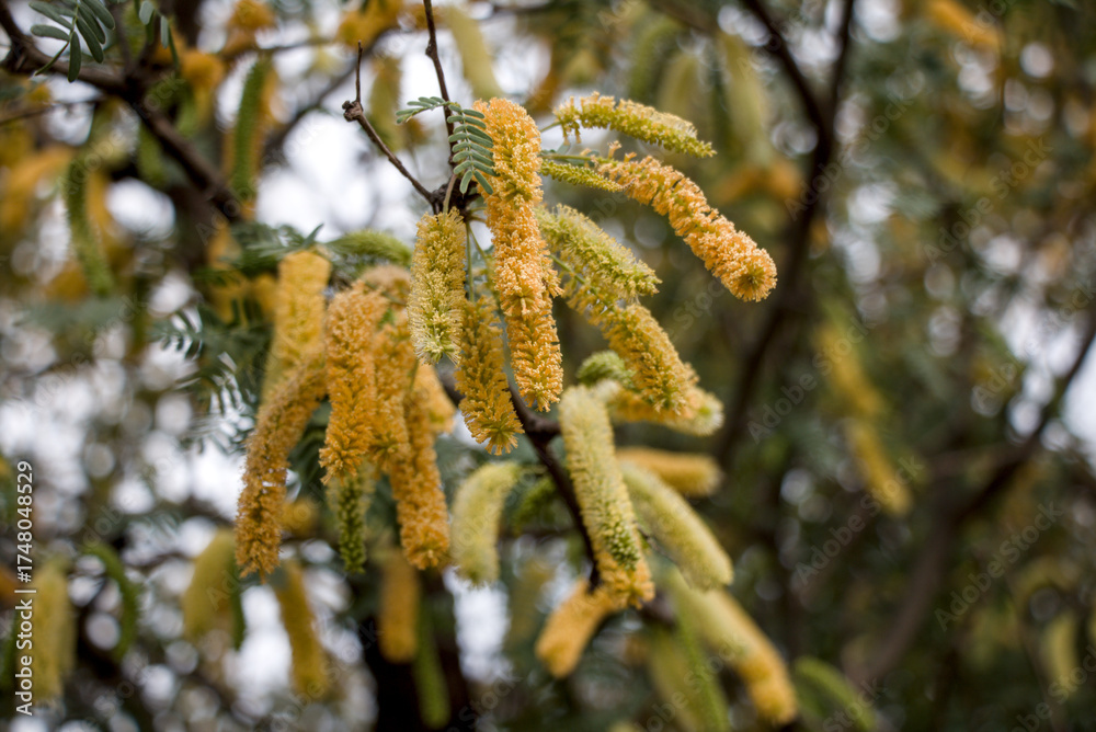 Naklejka premium Tree pollen 