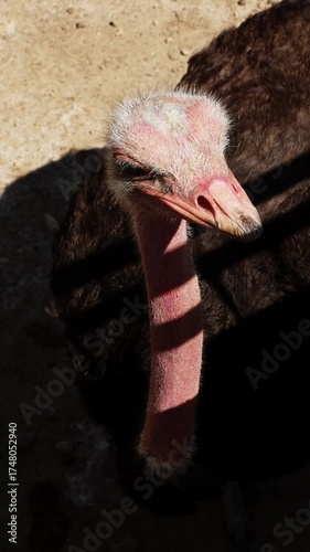 Close up of an ostrich face with curious expression in dry savannah landscape. Large flightless bird looking into camera. Wildlife in natural habitat