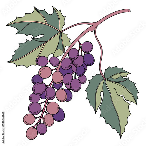 oregon grape on white background 