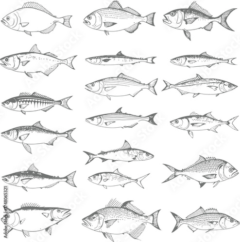 Hand-drawn fish illustration set with diverse marine and freshwater species in black and white sketch style for design use