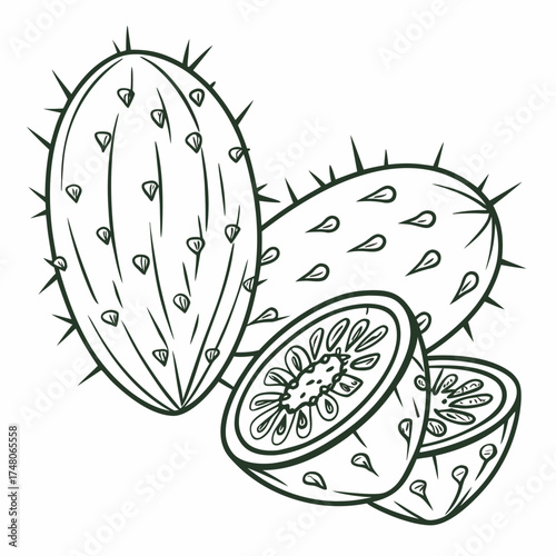 nopal fruit line art on white background