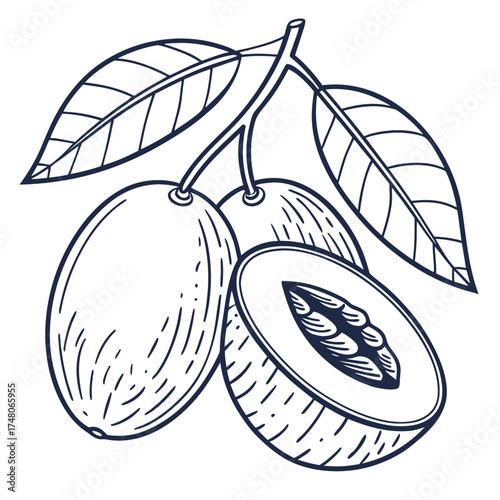  nepali hog plum vector