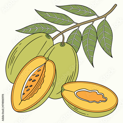  nepali hog plum on white background 