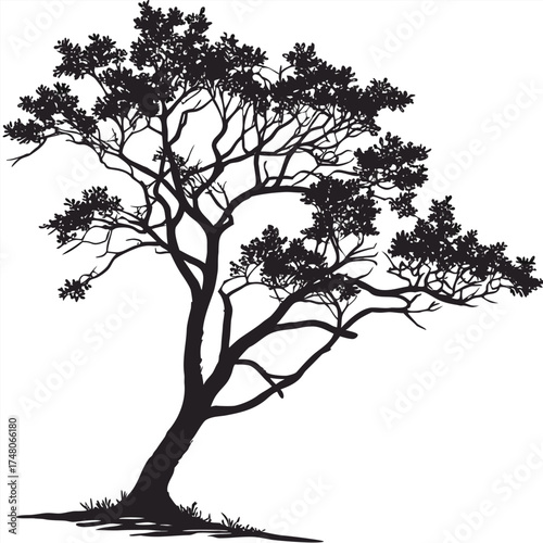 natal plum tree on white background 