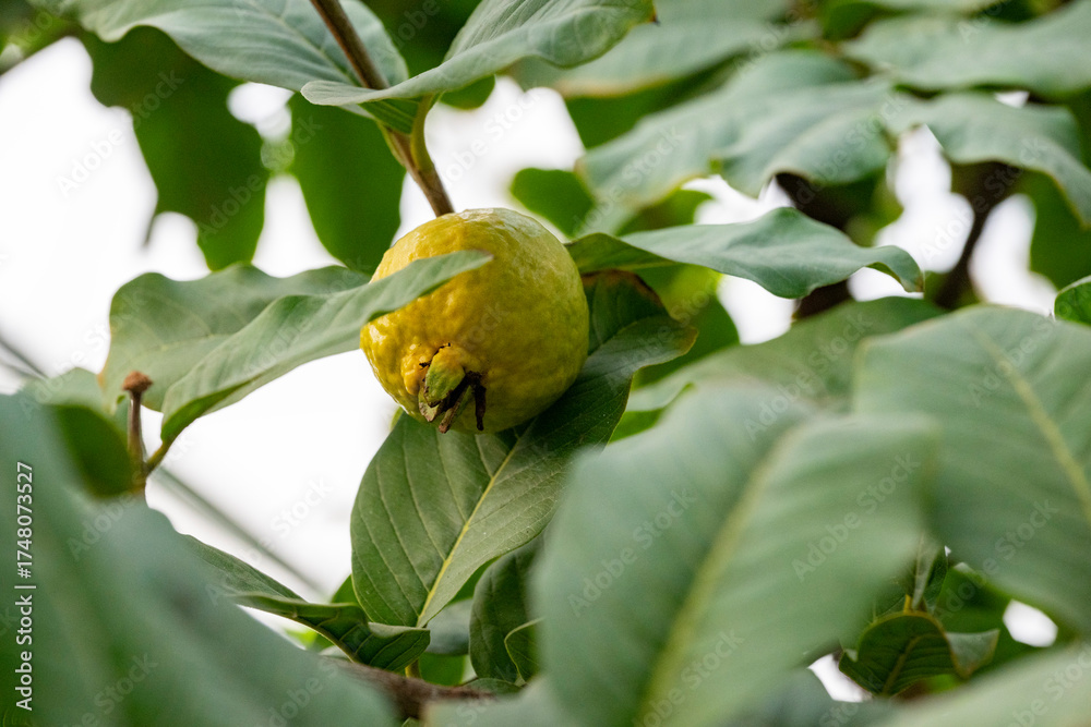 Fototapeta premium Guava, also known as the 'guava-pear' in various regions, is a common tropical fruit cultivated in many tropical and subtropical regions. The common guava Psidium guajava is a small tree in the myrtle