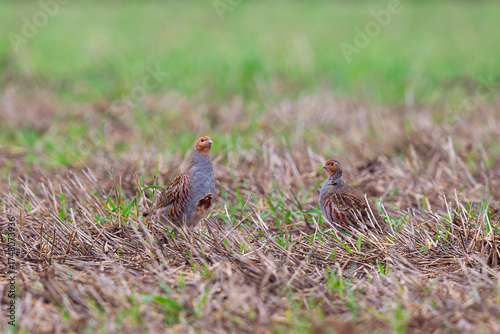 Common Partridge (Perdix perdix) male and female in farmland, Hesse, Germany