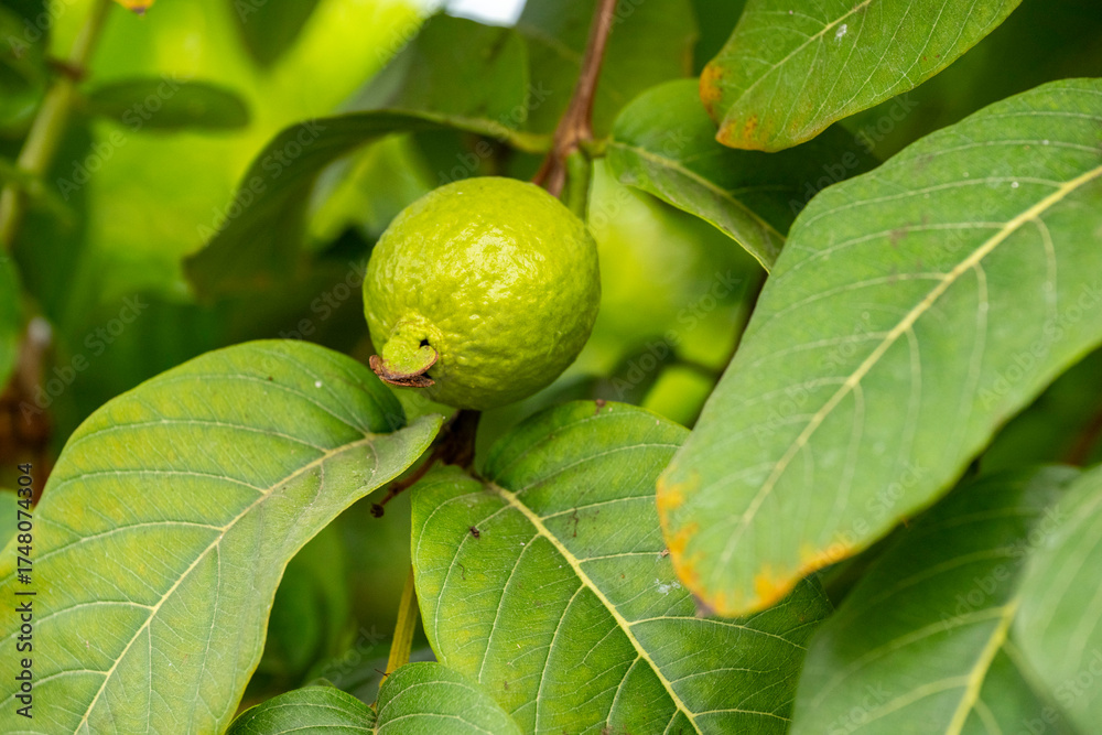 Fototapeta premium Guava, also known as the 'guava-pear' in various regions, is a common tropical fruit cultivated in many tropical and subtropical regions. The common guava Psidium guajava is a small tree in the myrtle