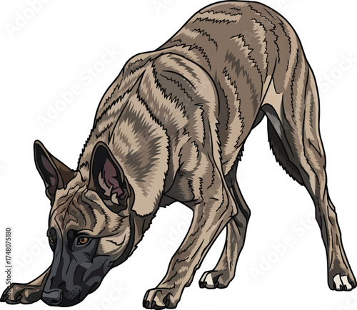 Dutch Shepherd dog sniffing ground working vector illustration