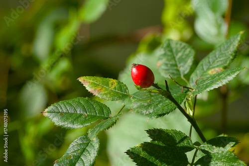Wallpaper Mural Red rose hip berry glowing in warm autumn sunlight close-up Torontodigital.ca