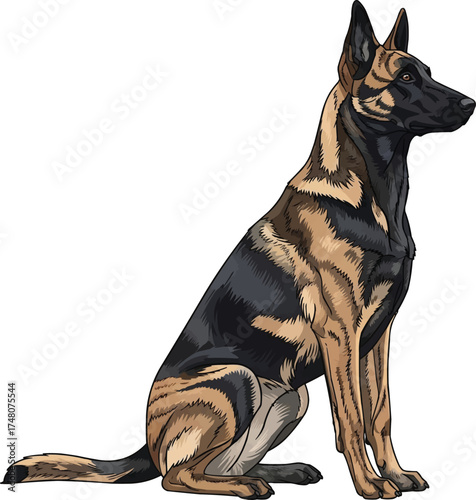 Dutch Shepherd dog sitting side profile vector illustration