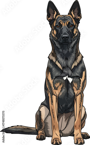 Dutch Shepherd dog sitting relaxed facing front vector illustration