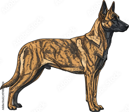 Dutch Shepherd dog standing side profile view vector illustration