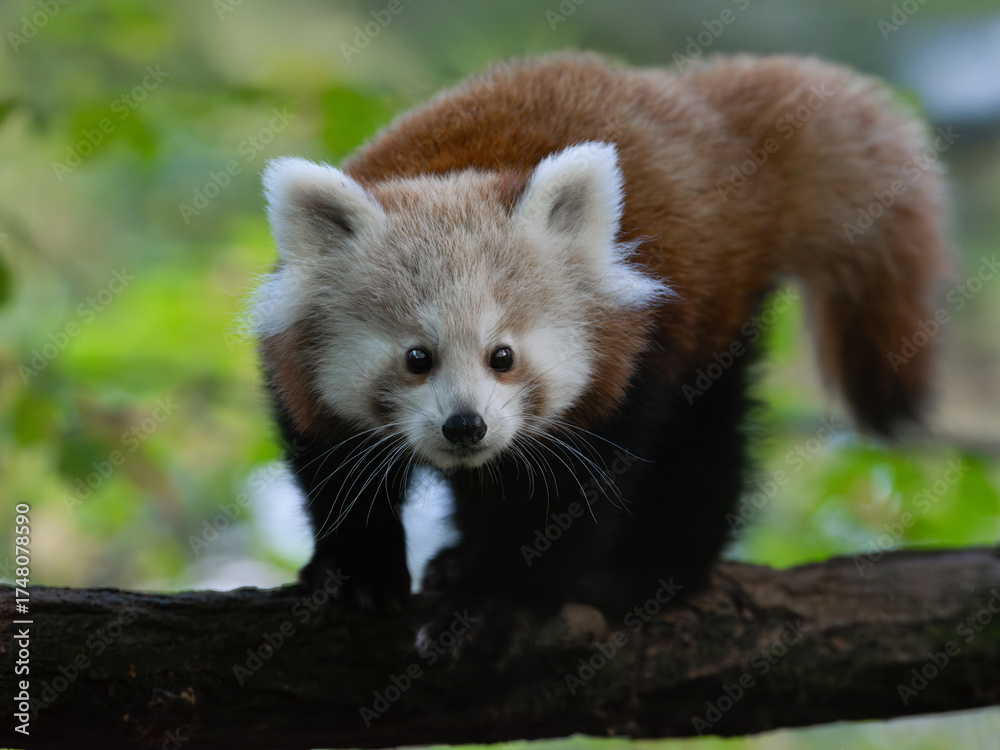 Obraz premium Red panda on a blurred background