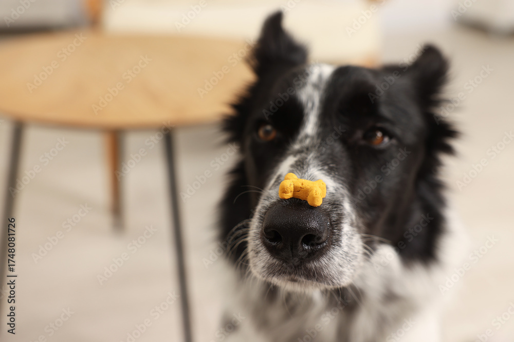 Fototapeta premium Border Collie with tasty bone shaped dog cookie indoors, space for text