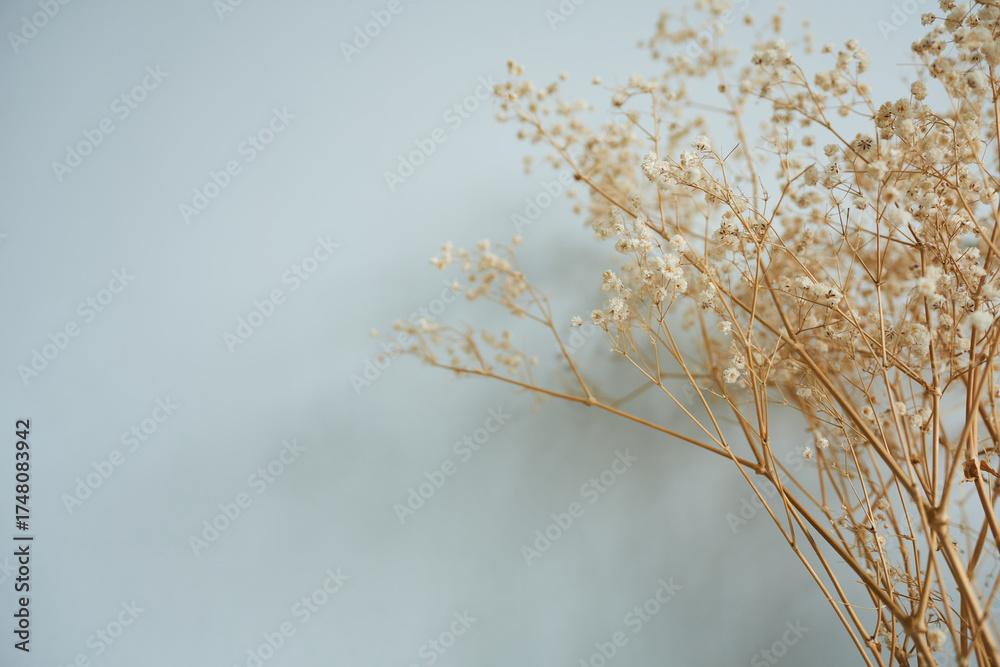 Obraz premium Dried gypsophila flowers on a gray background with space for text.