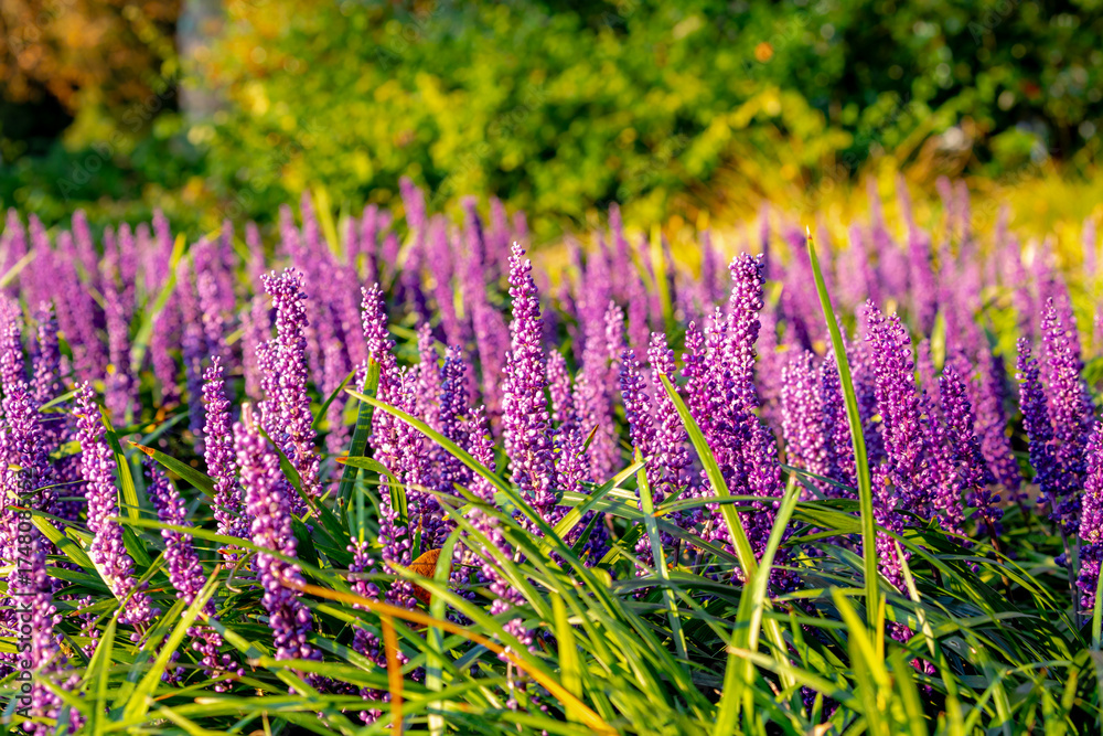 Fototapeta premium Selective focus of blue Lily turf flower in the garden, Liriope muscari is a species of flowering plant from East Asia, Herbaceous perennial has grass-like evergreen foliage, Nature floral background.