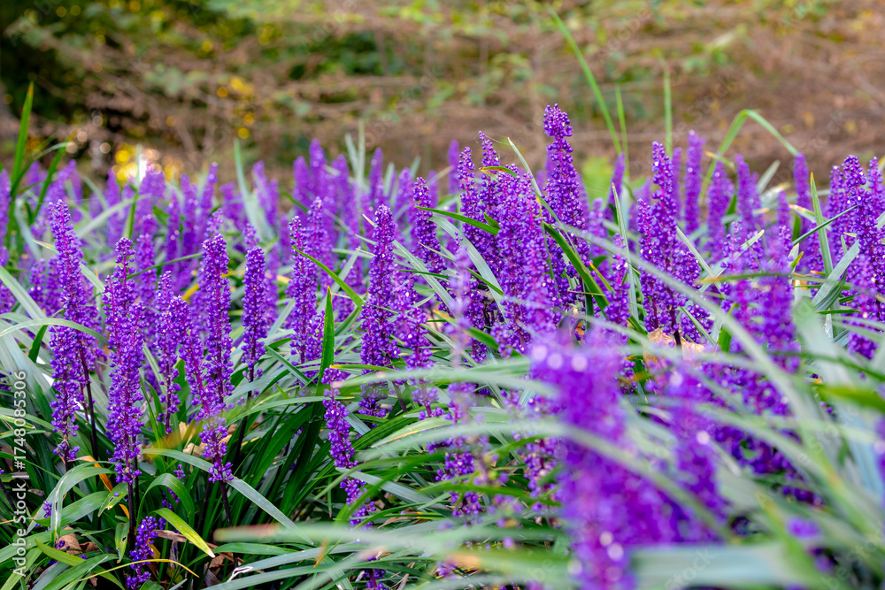 Obraz premium Selective focus of blue Lily turf flower in the garden, Liriope muscari is a species of flowering plant from East Asia, Herbaceous perennial has grass-like evergreen foliage, Nature floral background.