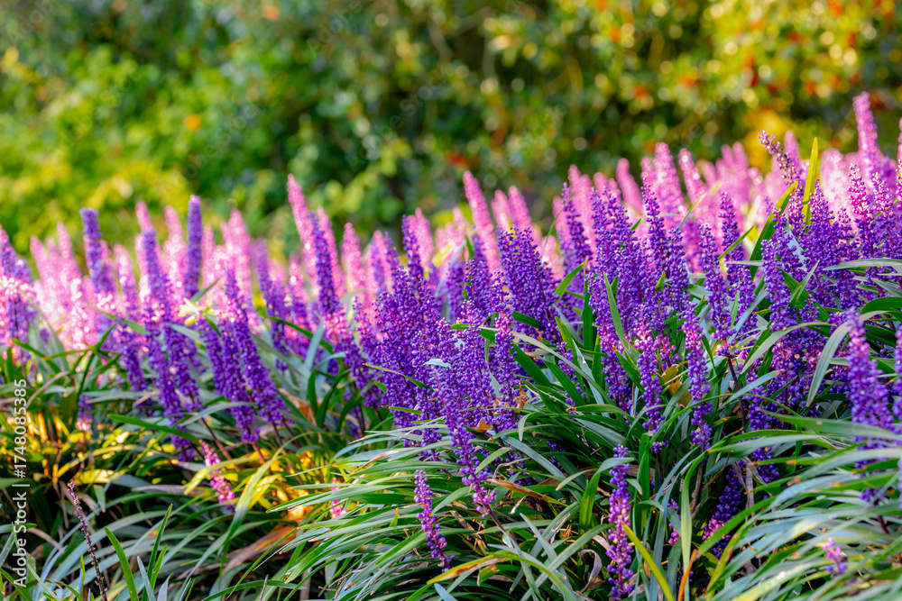 Obraz premium Selective focus of blue Lily turf flower in the garden, Liriope muscari is a species of flowering plant from East Asia, Herbaceous perennial has grass-like evergreen foliage, Nature floral background.