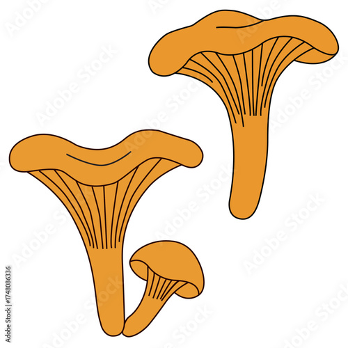  Chanterelles are yellow mushrooms.