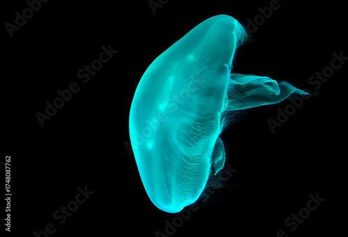 Obraz na plátne luminescent glowing jellyfish swims in black ocean water
