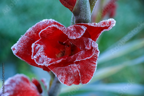 Frost on the blooming gladiolus