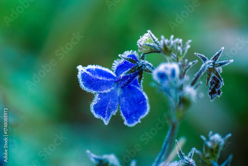 Frost on the blooming lobelia
