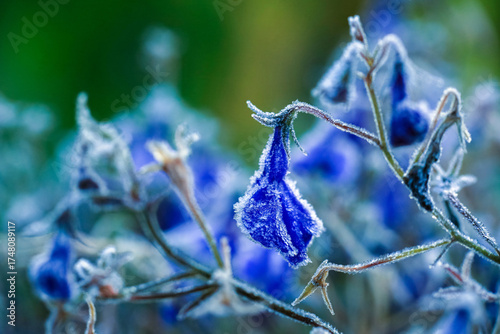 Frost on the blooming lobelia