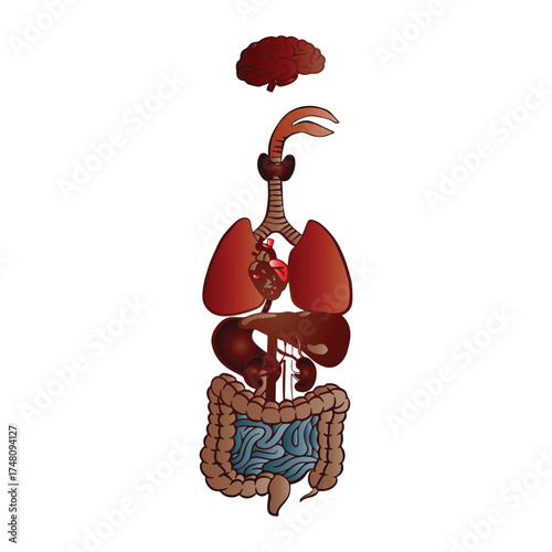 Anatomy Illustration Internal Organs and Body Systems for Medical Education
