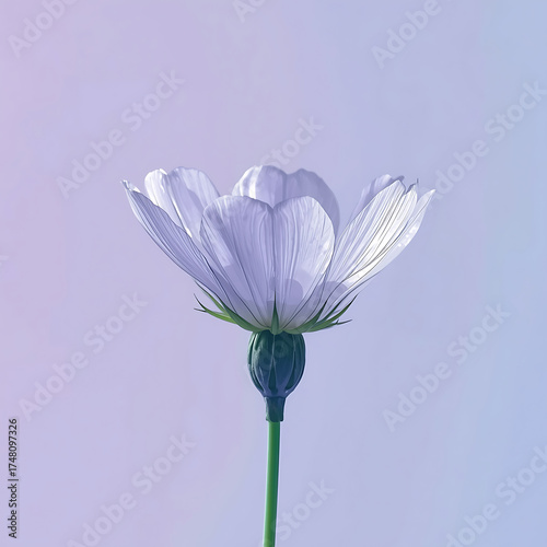 white flower on blue background