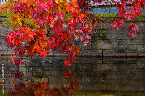 Fall trees landscape in vibrant colors