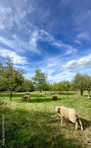 A peaceful and tranquil farm setting showcasing sheep peacefully grazing under a vibrant blue sky above