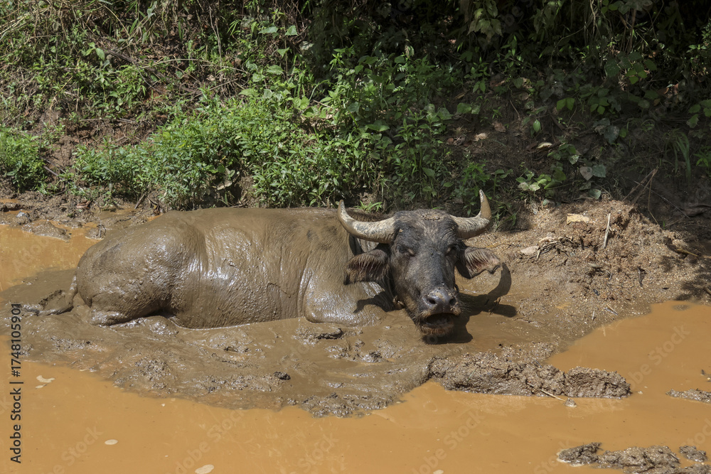 Obraz premium Contented domestic water buffalo with large horns relaxing in muddy puddle. calm, large animal enjoys cool mud bath outdoors in natural rural farm setting
