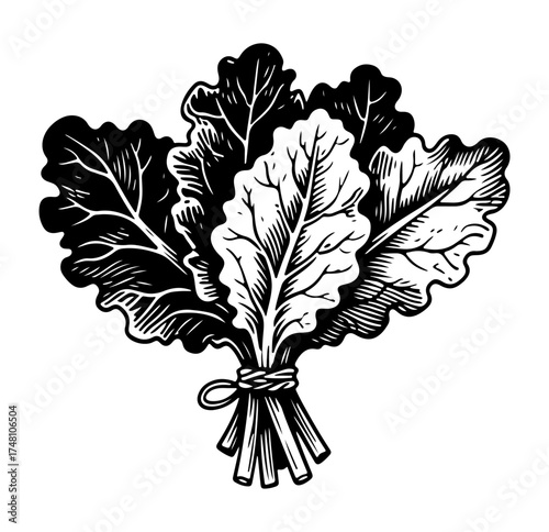Kale leaf vector engraving style illustration