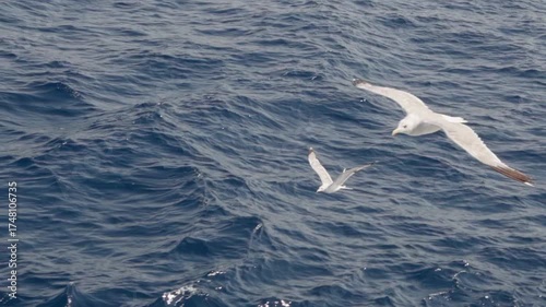 Seagull shakes its head. Two seagulls fly over textured ocean water. One bird is close with wings fully extended, the other more distant. The scene captures motion and contrast. Slow motion 120 fps