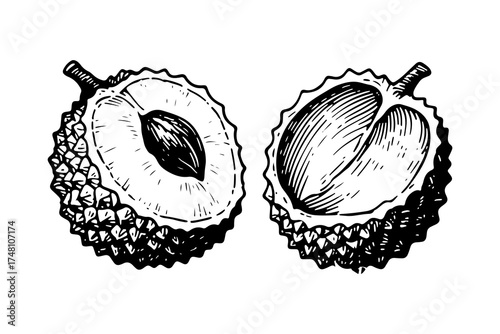 Lychee vector engraving style illustration