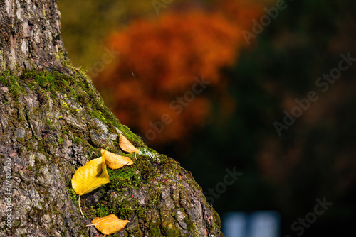 Fall trees landscape in vibrant colors