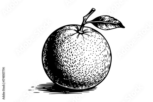 Orange fruits vector engraving style illustration