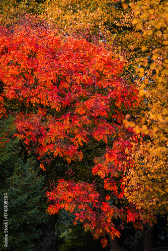 Fall trees landscape in vibrant colors