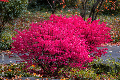 Fall trees landscape in vibrant colors
