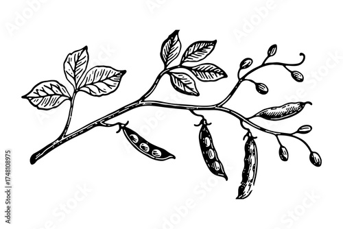 Peas vector engraving style illustration